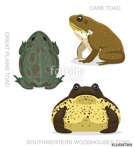453x500 Toad Cane Set Cartoon Vector Illustration Stock Image And Royalty