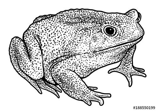 500x354 Cane Toad Illustration, Drawing, Engraving, Ink, Line Art, Vector