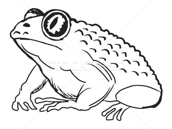 600x450 Toad Vector Illustration Oleksandr Kovalenko