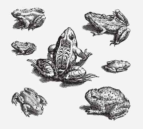 500x452 Frogs Toads Vintage Vector Frogs Vector Free Download