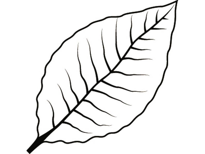 Tobacco Leaf Vector at Vectorified.com | Collection of Tobacco Leaf ...