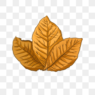 Tobacco Leaf Png, Vector, And Clipart With Transparent 360x360 Tobacco Leaf Png, Vector, And Clipart With Transparent