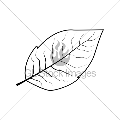 Tobacco Leaf Vector Gl Stock Images 500x500 Tobacco Leaf Vector Gl Stock Images