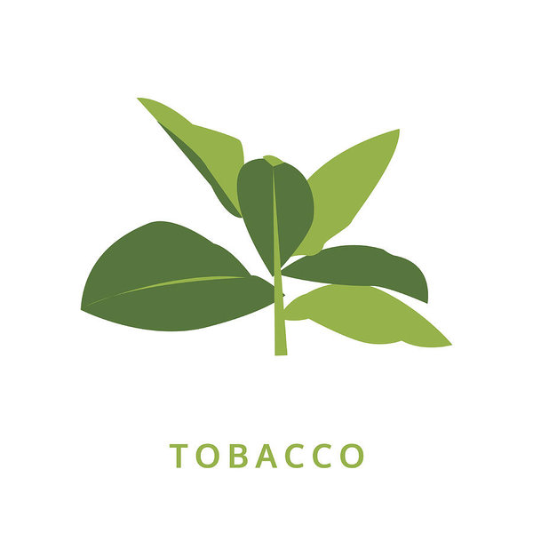 Tobacco Leaves, Green Plant Vector Illustration, Isolated Art 600x600 Tobacco Leaves, Green Plant Vector Illustration, Isolated Art