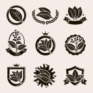 Tobacco Leaves And Cigar Color On The Theme Of Vector Lamaison 300x300 Tobacco Leaves And Cigar Color On The Theme Of Vector Lamaison