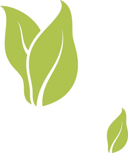 Tobacco Leaves Clipart 513x612 Tobacco Leaves Clipart