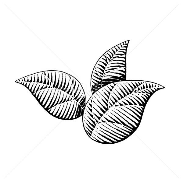 Tobacco Leaf Stock Vectors, Illustrations And Cliparts Stockfresh 600x598 Tobacco Leaf Stock Vectors, Illustrations And Cliparts Stockfresh