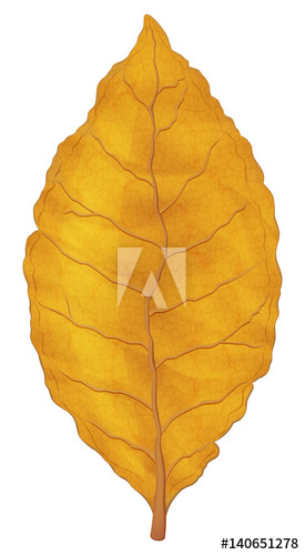 Dry Tobacco Leaf Vector Illustration 275x500 Dry Tobacco Leaf Vector Illustration