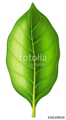Tobacco Leaf Vector Illustration Stock Image And Royalty Free 275x500 Tobacco Leaf Vector Illustration Stock Image And Royalty Free