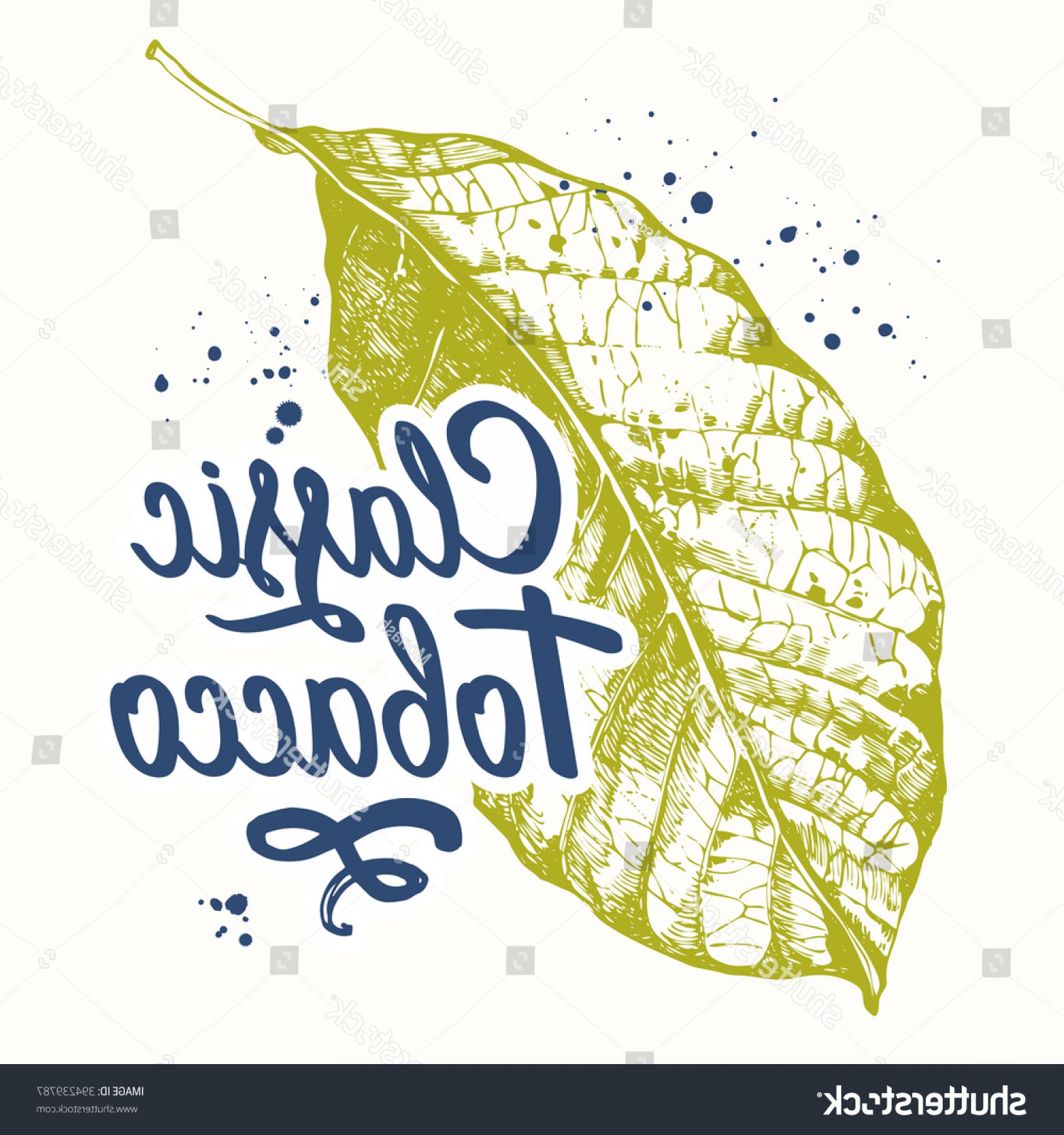 Vector Illustration Tobacco Leaf Sketch Style Hoodamathrun 1800x1920 Vector Illustration Tobacco Leaf Sketch Style Hoodamathrun