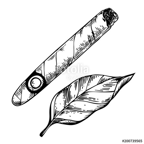 500x500 Cigar And Tobacco Leaf Engraving Vector Stock Image And Royalty