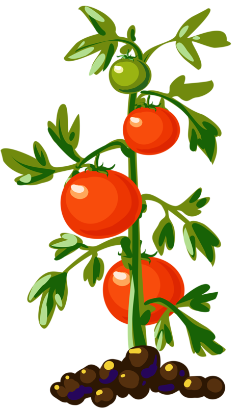 Tomato Plant Vector