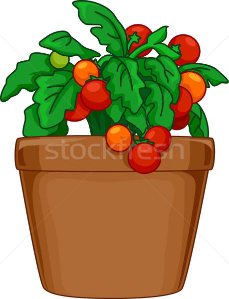 459x600 Indoor Tomato Plant Vector Illustration Lenm