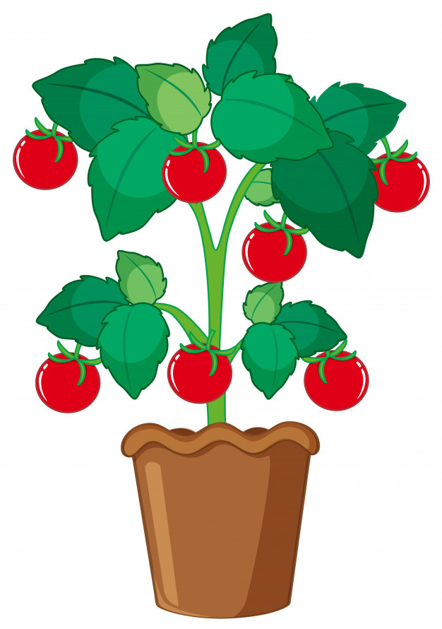 626x890 Isolated Tomato Plant In Pot Vector Premium Download