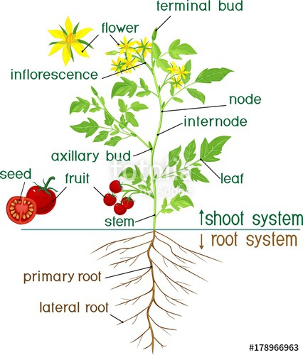 426x500 Parts Of Plant Morphology Of Flowering Tomato Plant With Title