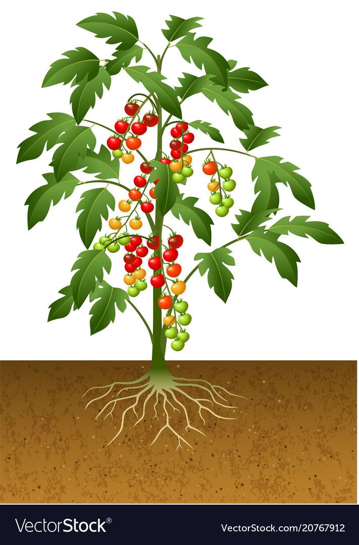 711x1080 Cherry Tomato Plant, Tomato Plants, Plants