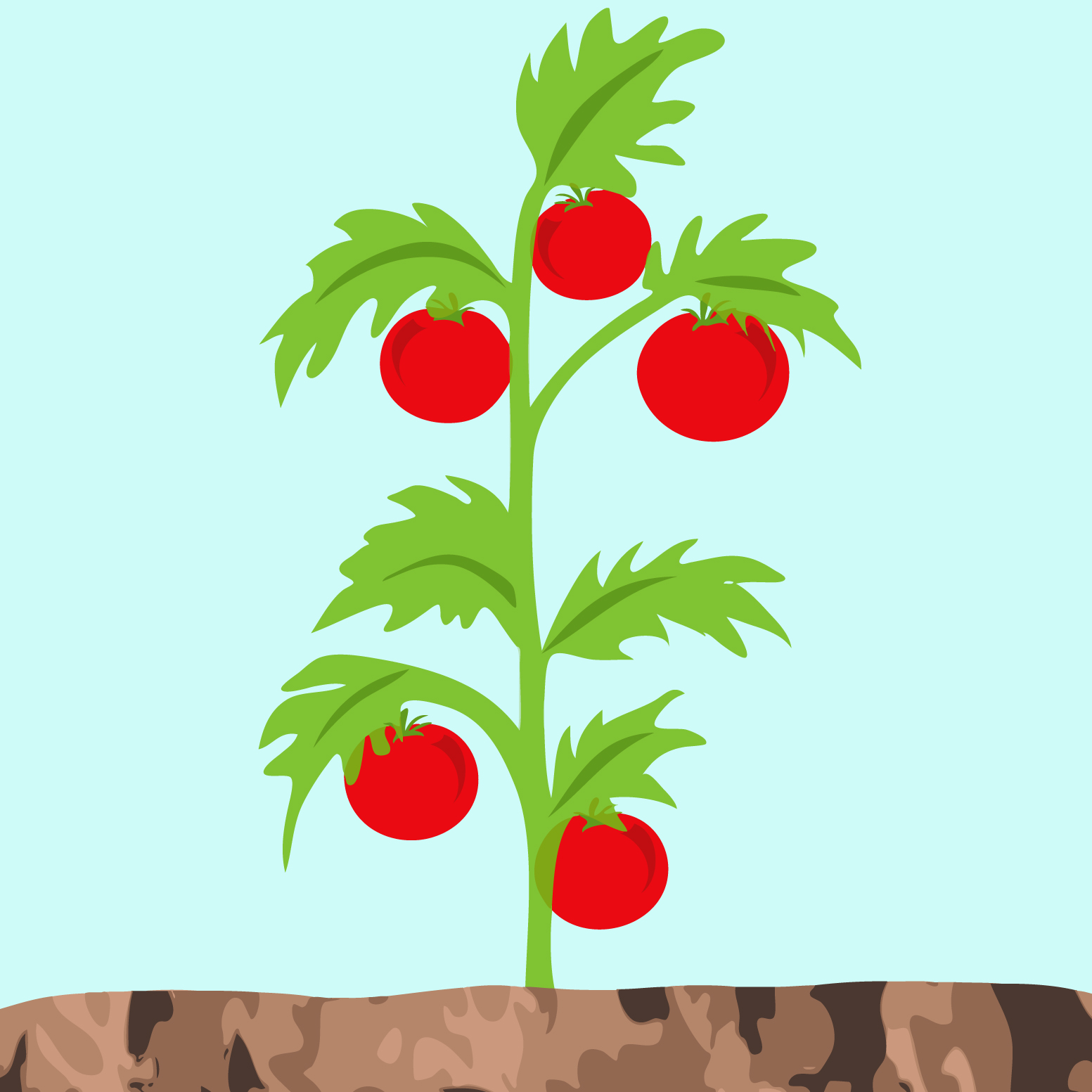 1553x1553 Tomato Plant Clipart