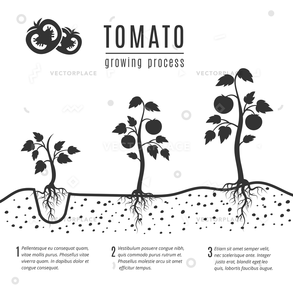 1000x1000 Tomato Plant Roots Growing Stages Monochrome Vector Illustration