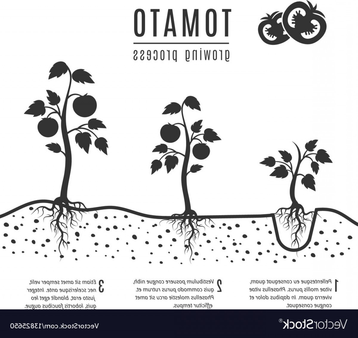1200x1132 Tomato Plant With Roots Growing Stages Vector Soidergi