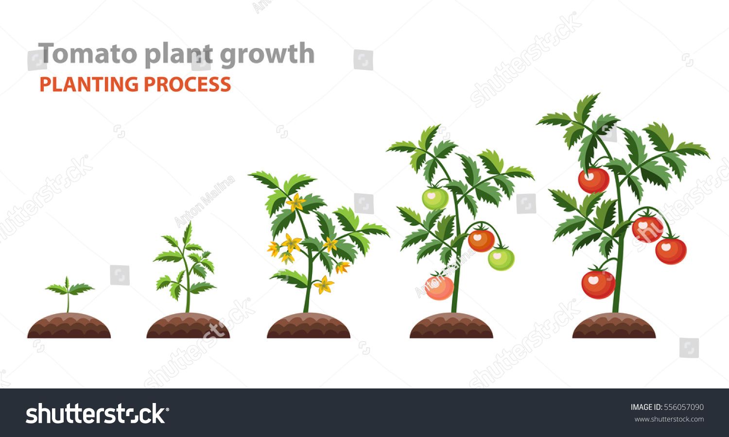 1500x900 Tomato Plant Growth Planting Process Vector Illustration