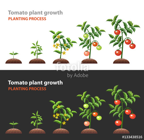 500x485 Tomato Plant Growth Planting Process Vector Illustration Stock