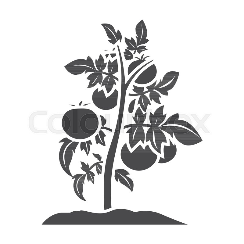 800x800 Tomato Icon In Black Style Isolated On Stock Vector Colourbox