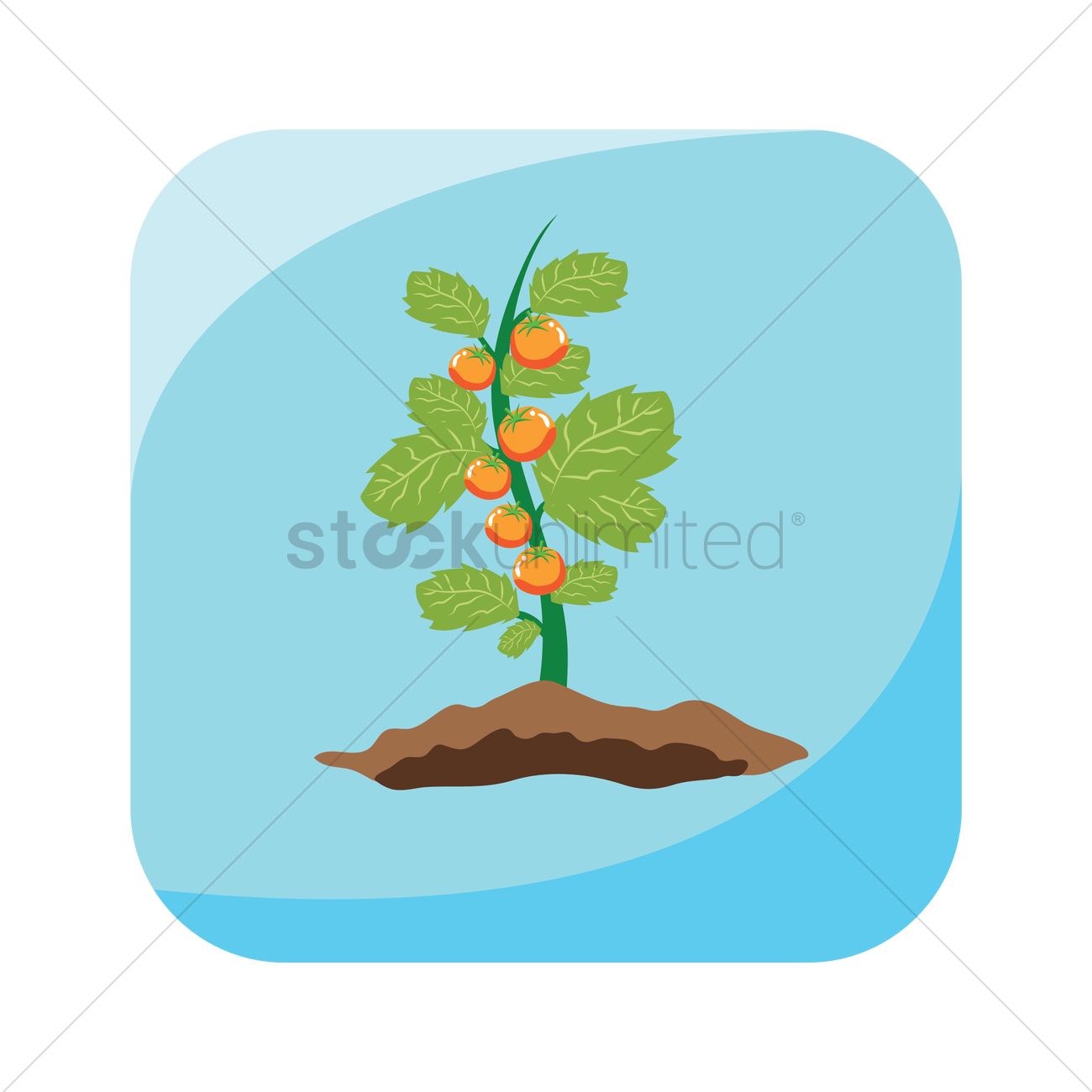 1300x1300 Tomato Plant Vector Image