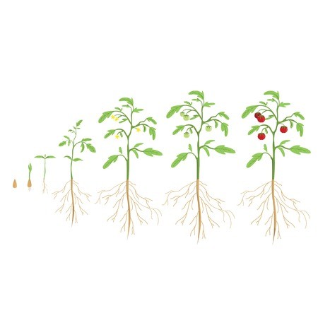 Tomato Plant Vector at Vectorified.com | Collection of Tomato Plant ...