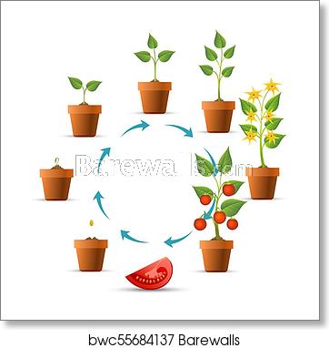 362x382 Tomato Plant Growth Stages, Art Print Barewalls Posters Prints