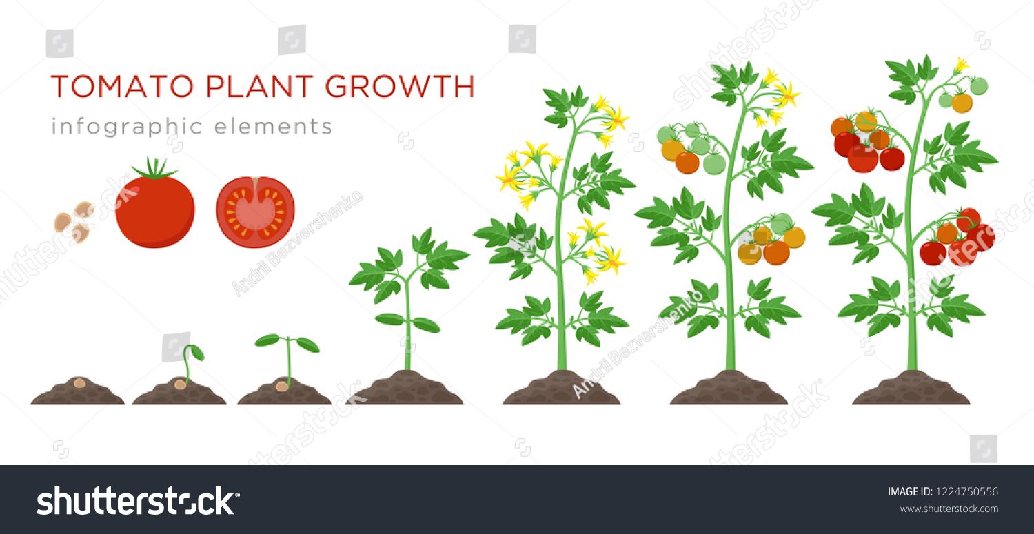 1500x775 Tomato Plant Growth Stages Infographic Elements In Flat Design