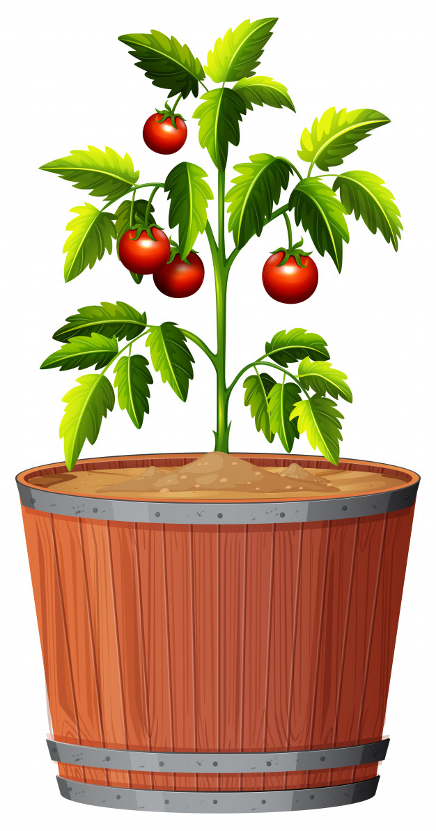 626x1193 A Tomato Plant In The Pot Vector Free Download