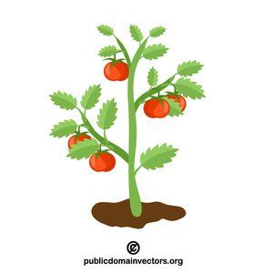 300x300 Tomato Plant Vector Clip Art