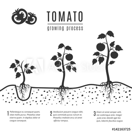 500x500 Tomato Plant With Roots Vector Growing Stages
