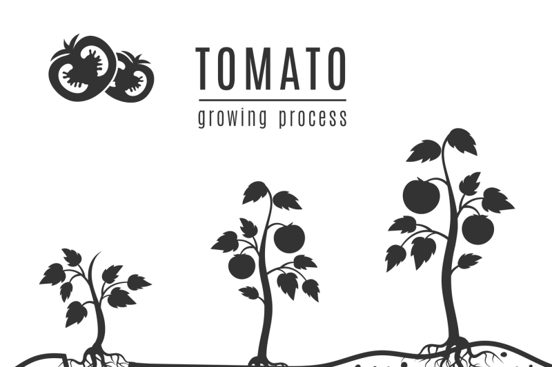 800x533 Tomato Plant With Roots Vector Growing Stages