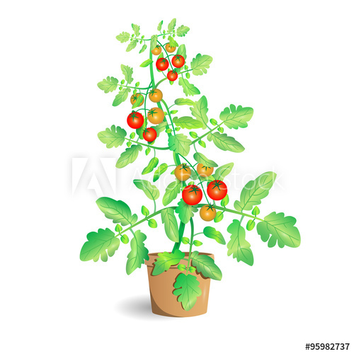 500x500 Tomato Plant Vector Illustration