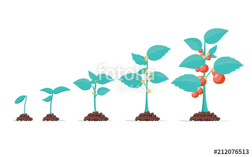 500x313 Tomato Stage Growth Life Cycle Of A Tomato Plant, Leaf, Flower