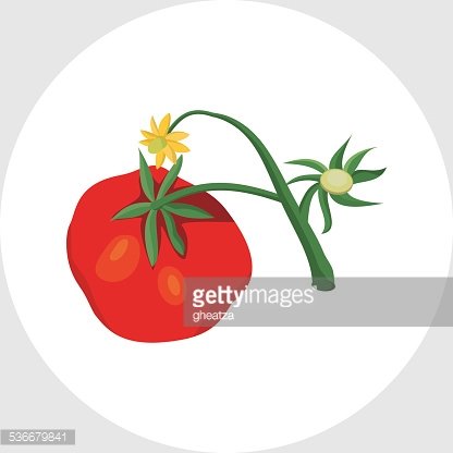 416x416 Vector Tomatoes Plant Blossoming Premium Clipart