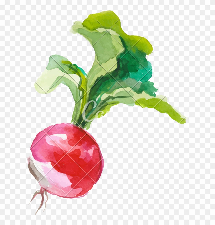 840x881 Watercolor Painting Of A Tomato Plant Vector Illustration