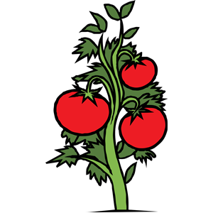 300x300 Tomato Plant Clipart, Cliparts Of Tomato Plant Free Download