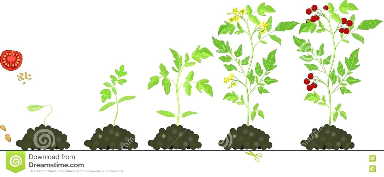 1300x599 Tomato Plant Growth Stages