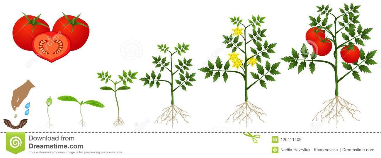 1300x542 Cycle Of Growth Of A Tomato Plant Isolated On A White Background