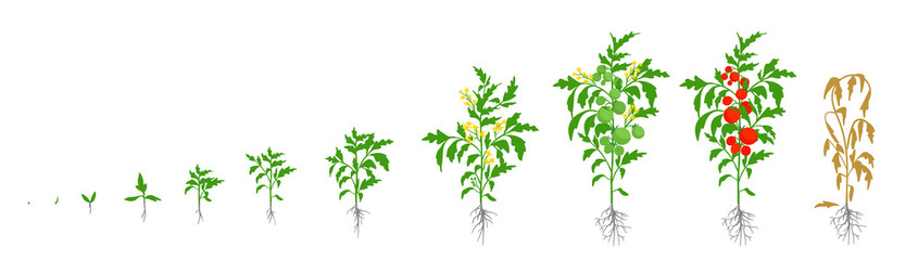 845x240 Growth Stages Of Tomato Plant Vector Illustration Solanum