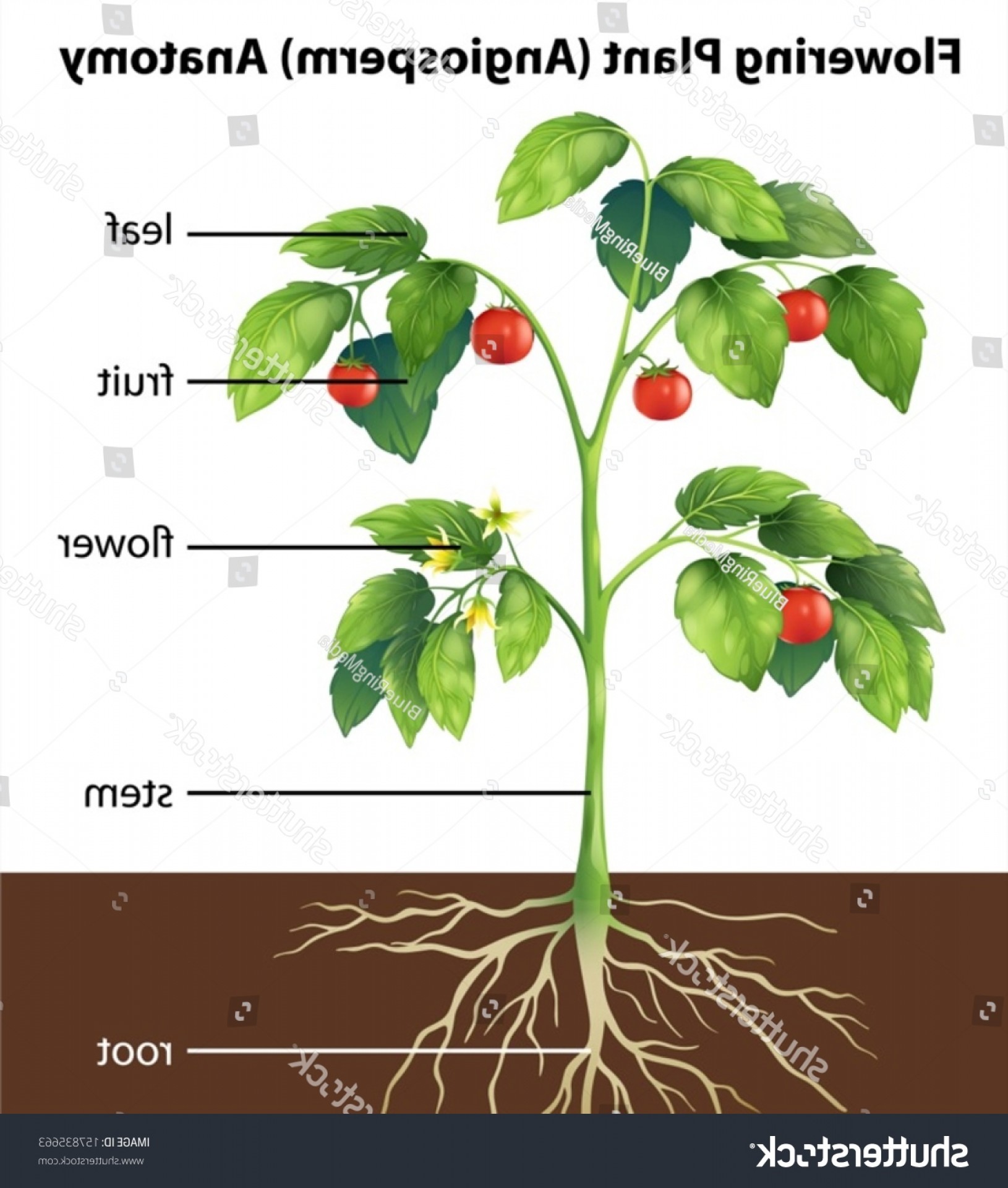 Tomato Plant Vector at Vectorified.com | Collection of Tomato Plant ...