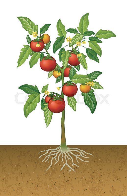 519x800 Illustration Of Tomato Plant With Root Stock Vector Colourbox