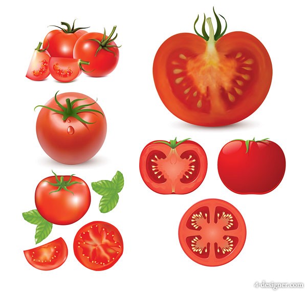 Tomato Vector