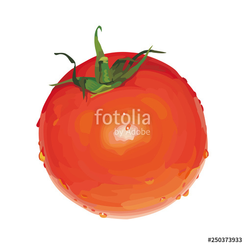500x500 Tomato Vector Design Illustration Template Stock Image