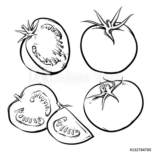 500x500 Tomato Vector Drawing On A White Background Isolated Tomato