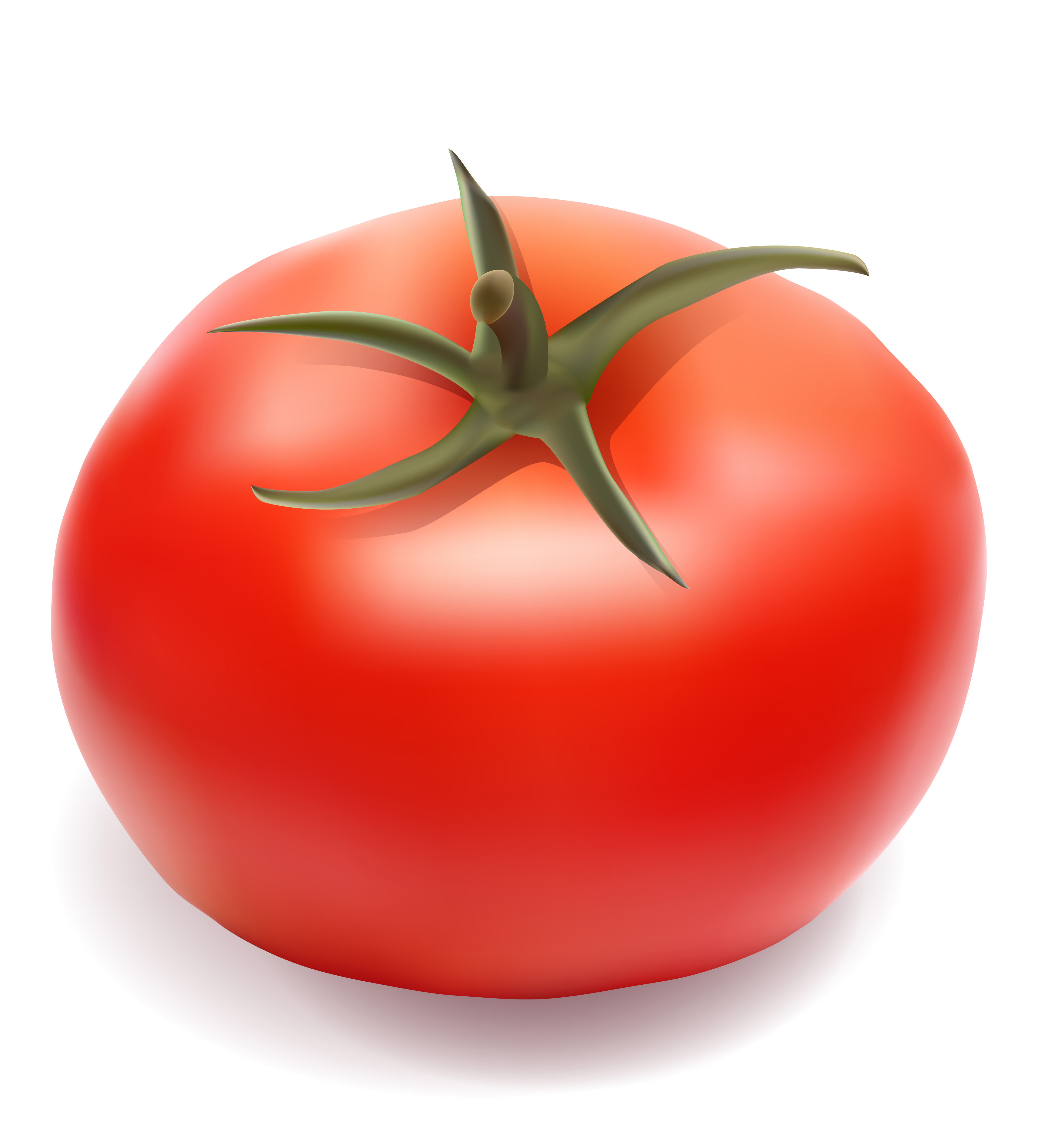 4488x4961 Tomato Vector Illustration