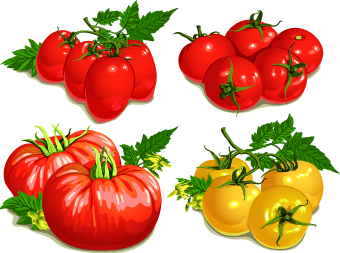 340x253 Colored Tomato Vector Free Download