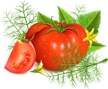 446x368 Free Tomato Vector Free Vector Download